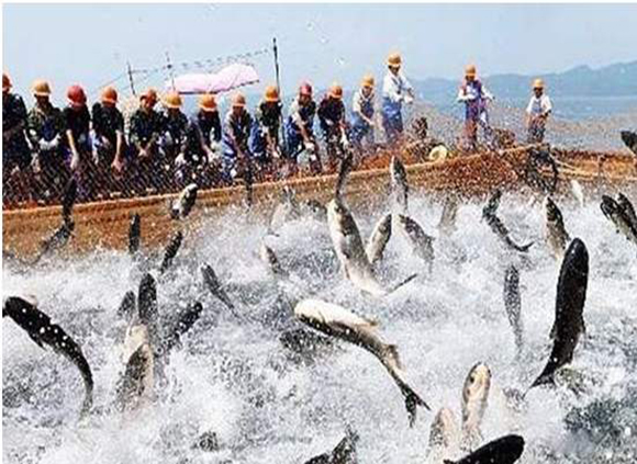 魚(yú)肉.jpg 魚(yú)肉.jpg